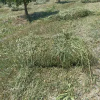 یونجه درجه یک در مرگور ـزیوه