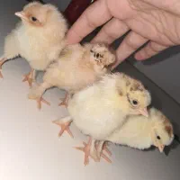 برهمااصل