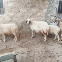 4راس میش بابره