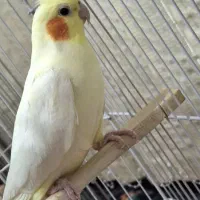 عروس هلندی