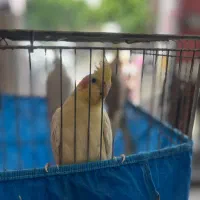 دو جفت عروس هلندی مولد جوجه‌داده