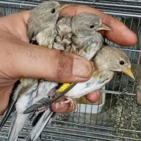 جوجه سهره جهرم