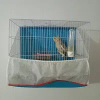 عروس هلندی