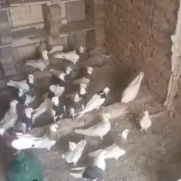 کفتر طوقی