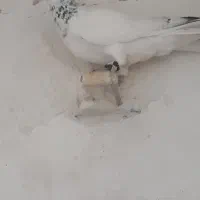 کفتر بومب