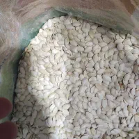 تخمه و حبوبات عمده