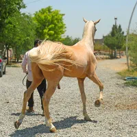 سمند طلایی ۵ساله آخال تکه ترکمن