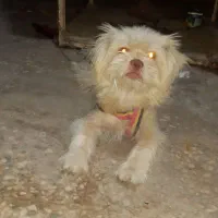 سگ پشمالو