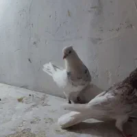 طوقی معاوضه