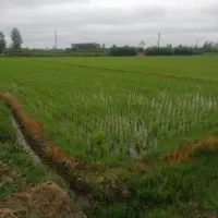 زمین شالی بهزرایی۳۰۰۰متری/بلگور