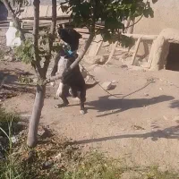 سلام واگذاری سگ نگهبان