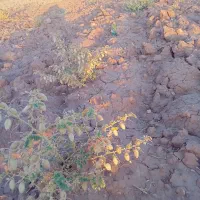 نخود درجه یک درشت عالی ۳۵۰ کیلو دارم برا فروش