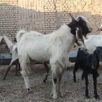 بز و بزغاله دو رگپاکستانی