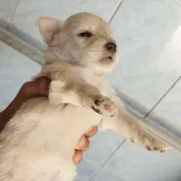 سگ بازی گوش