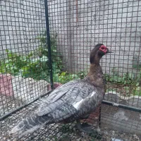جوجه اردک اسرائیلی رنگ خاص و کمیاب کوکو