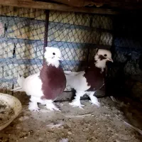 کبوتر|پرنده|داراب, |دیوار