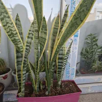 سانسوریا شمشیری چند بوته