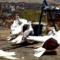 کبوتر