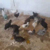 ۱۷عدد مرغ و خروس معاوصه با بزغاله