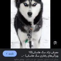سگ هاسکی پیدا شده