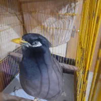 مرغ مینا سخنگو