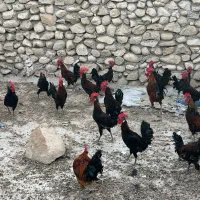 خروس اصل محلی ذات قدیم