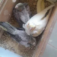 عروس هلندی