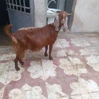 کهره ماده