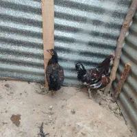 مرغ خروس