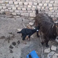 بز  جملی زاه