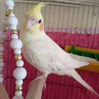 عروس هلندی ماده دستی