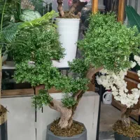 گل و گلدان بته اناری با گلدان فی6500ارتفاع1مترو70