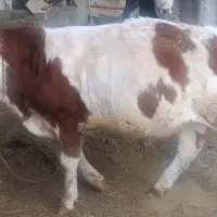 دوراس گوساله نر سیمینتال کله سفید کله فر