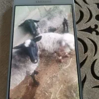 میش وبره وتخمه یونجه یا همون اسپست