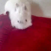 خرگوش