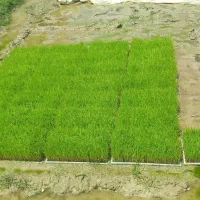 فروشی تیم صدری روستای لاقان