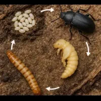 دوره تخصصی پرورش و تکثیر میلورم