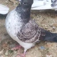 کبوتر گمشده