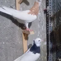 کفتر طوقی جوجه