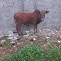 کوله چالوسی گاو با ورزا کوله