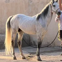 اسب کرد ۶ دانگ