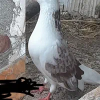 کبوتر جفت