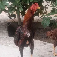 مرغ و خروس لاری