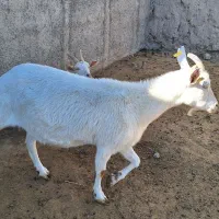 فروش نر بز وبز سانن