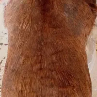 خیگ