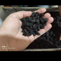 نهال انگور ترکمن ازبک مندراپ  عسگری کشمشی نهال