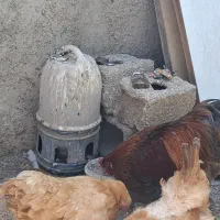 مرغ و خروس برهما