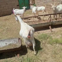 بز سانن