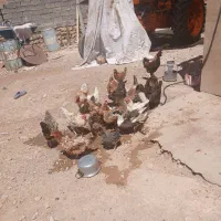 مرغ خروس محلی