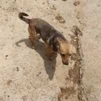 سگ.